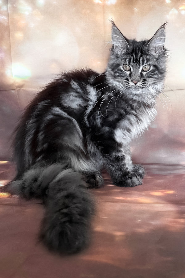Thalia | Maine Coon Kitten