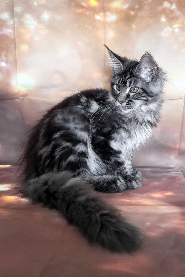 Thalia | Maine Coon Kitten