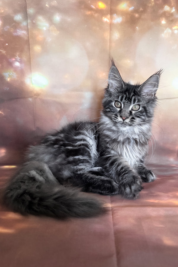 Thalia | Maine Coon Kitten