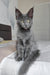Princess | Maine Coon Kitten