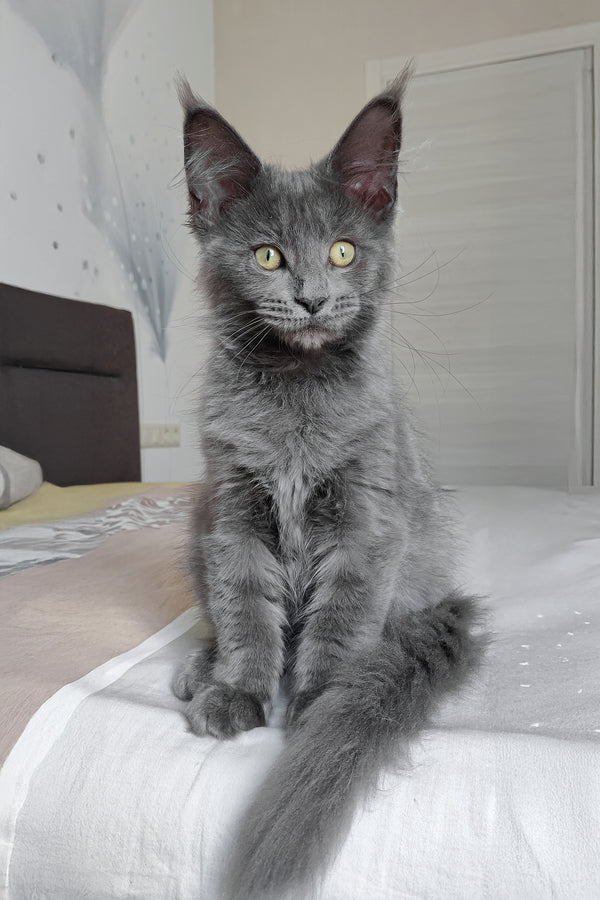 Princess | Maine Coon Kitten
