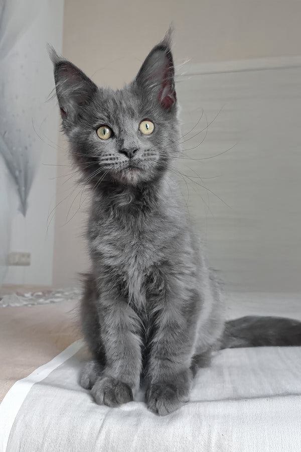 Princess | Maine Coon Kitten