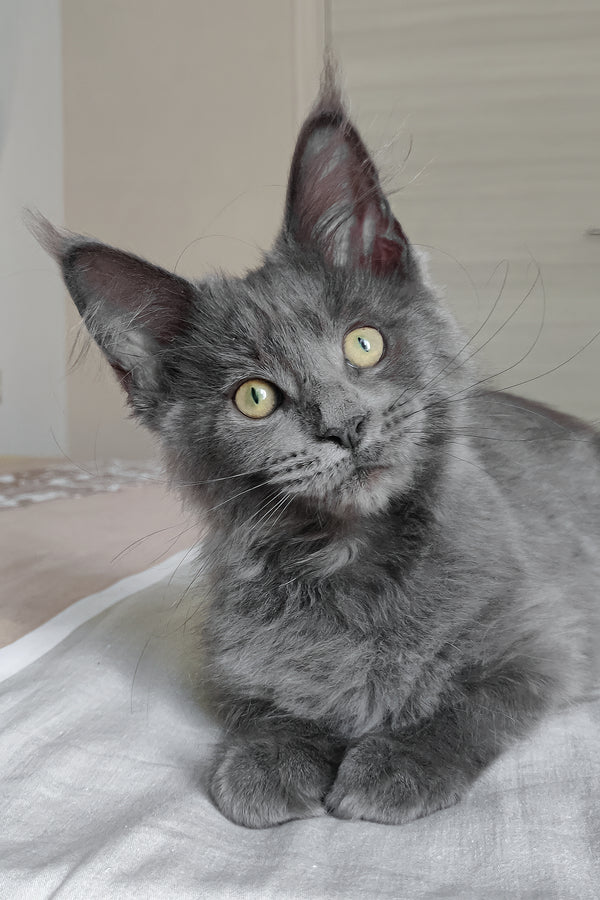 Princess | Maine Coon Kitten