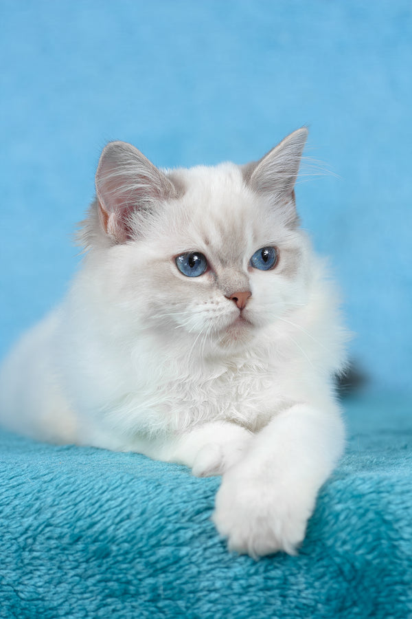 Thea | Ragdoll Kitten