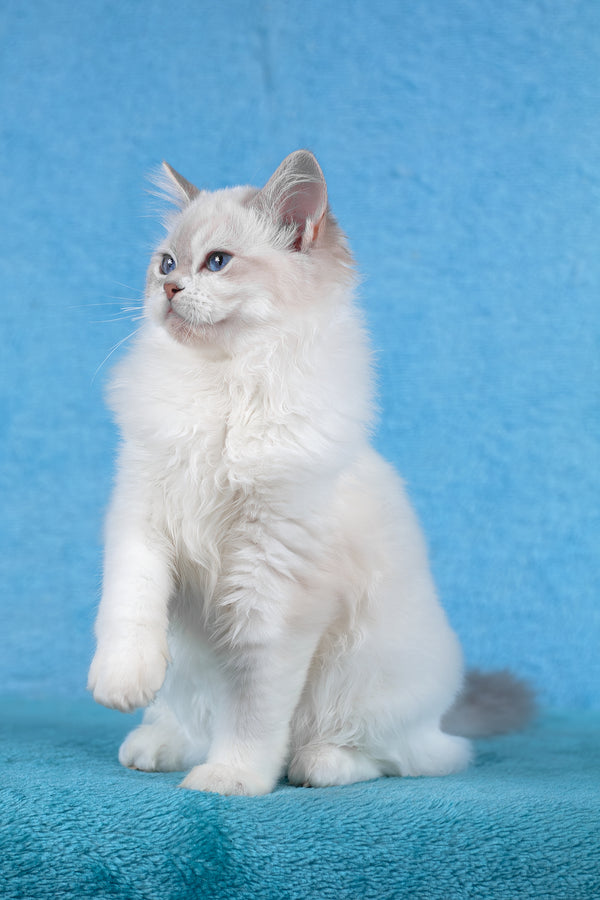 Thea | Ragdoll Kitten