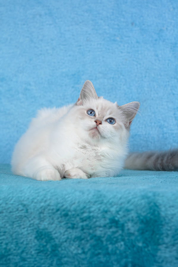 Thea | Ragdoll Kitten
