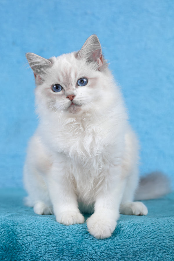 Thea | Ragdoll Kitten