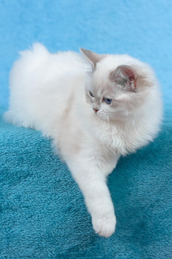 Thea | Ragdoll Kitten