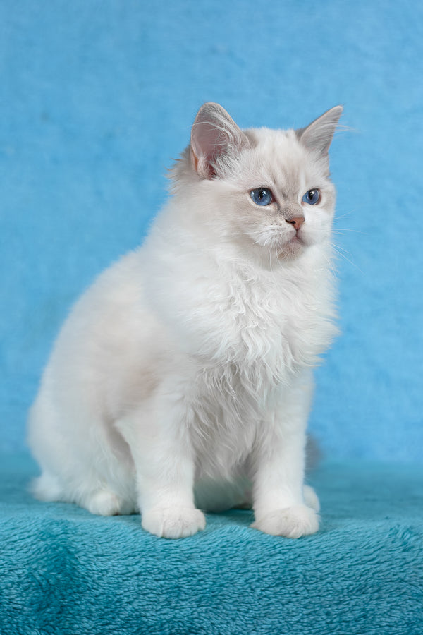 Thea | Ragdoll Kitten