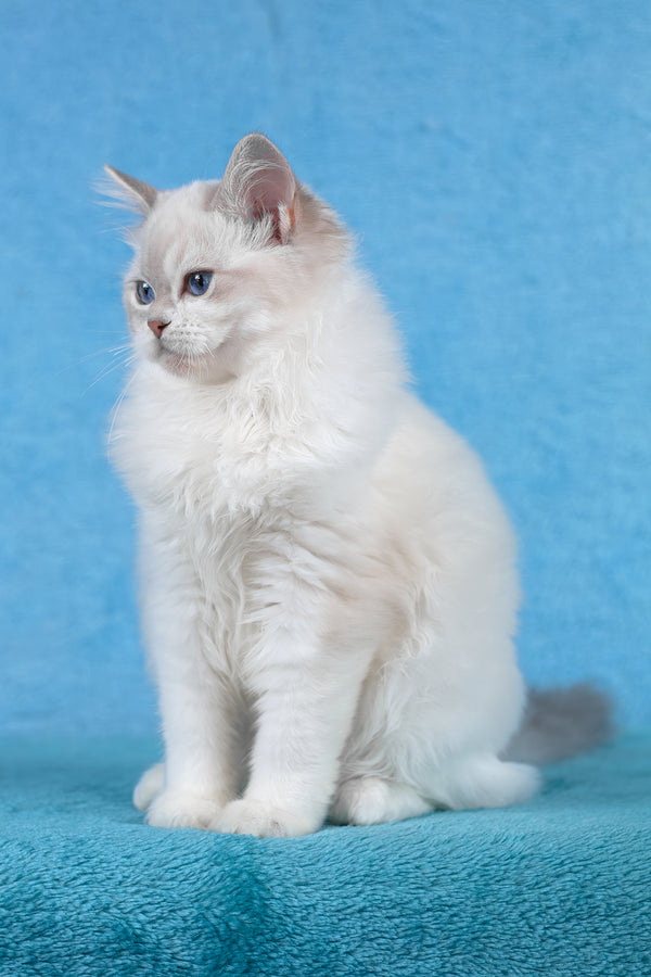 Thea | Ragdoll Kitten