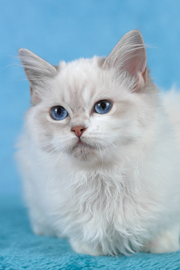 Thea | Ragdoll Kitten
