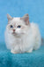 Thea | Ragdoll Kitten