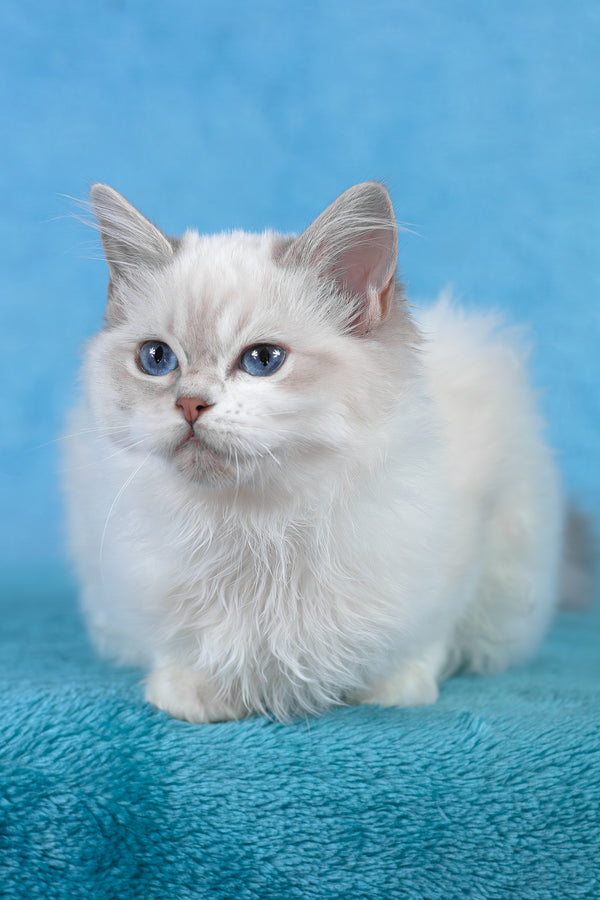 Thea | Ragdoll Kitten