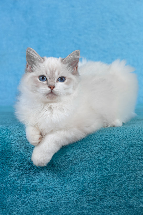 Thea | Ragdoll Kitten