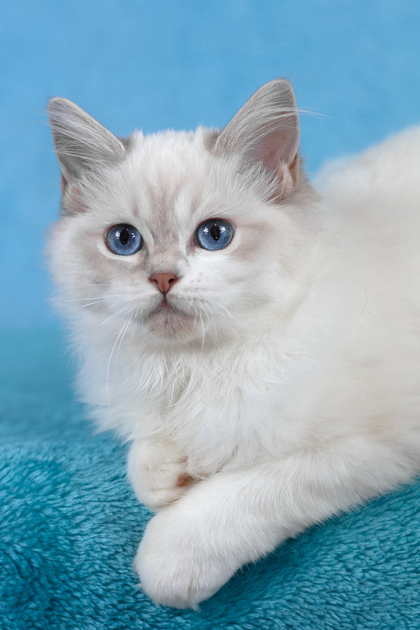 Thea | Ragdoll Kitten