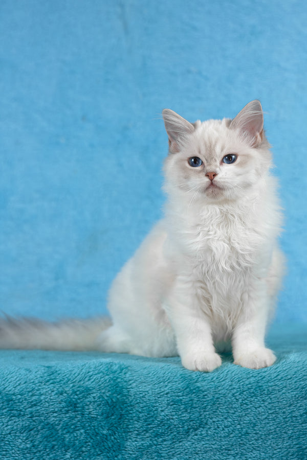 Thea | Ragdoll Kitten