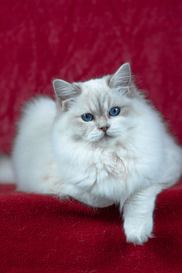 Thea | Ragdoll Kitten
