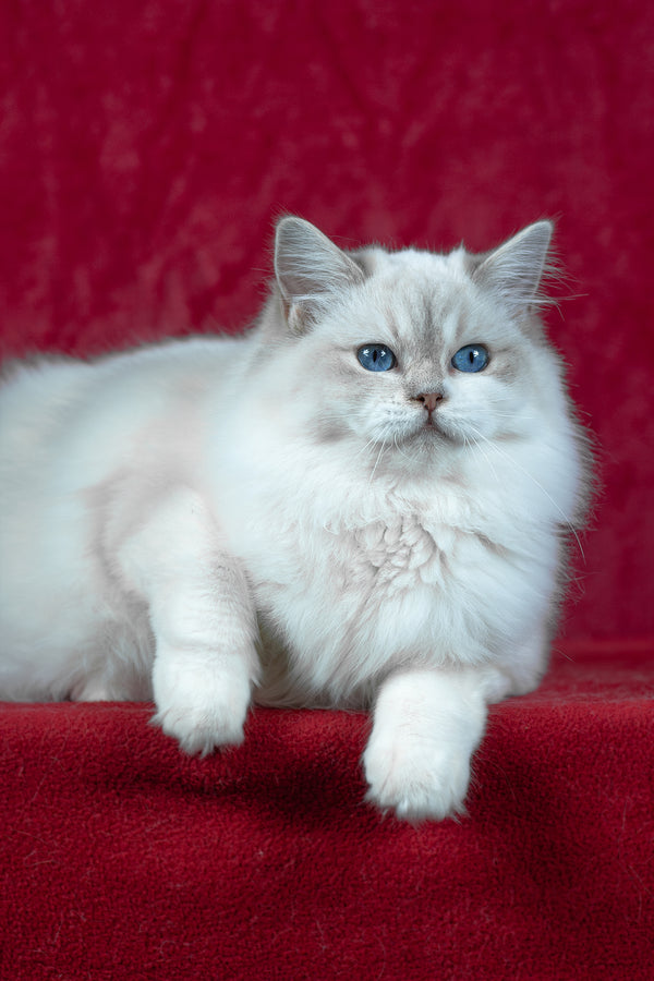 Thea | Ragdoll Kitten