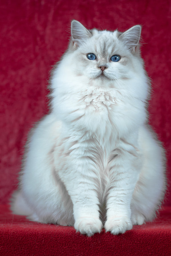 Thea | Ragdoll Kitten
