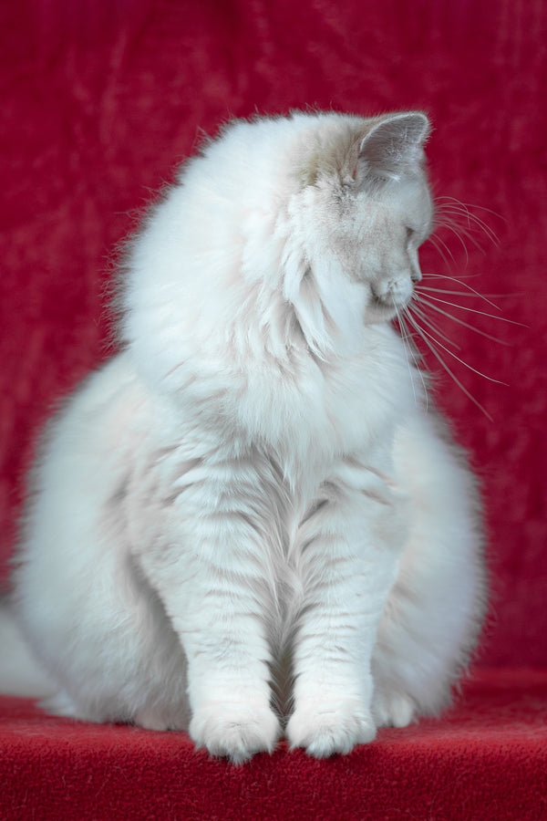 Thea | Ragdoll Kitten