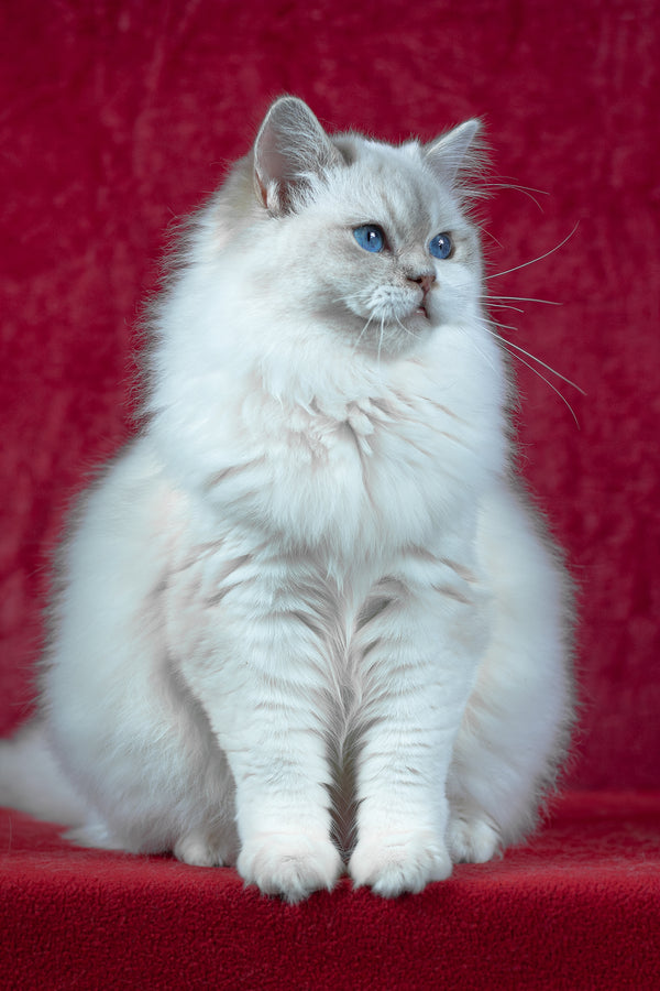 Thea | Ragdoll Kitten
