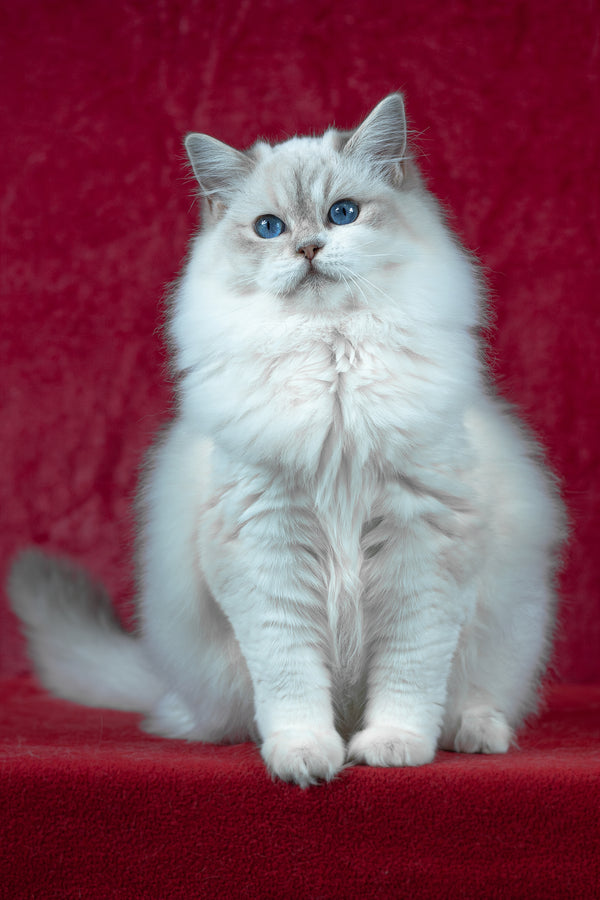 Thea | Ragdoll Kitten