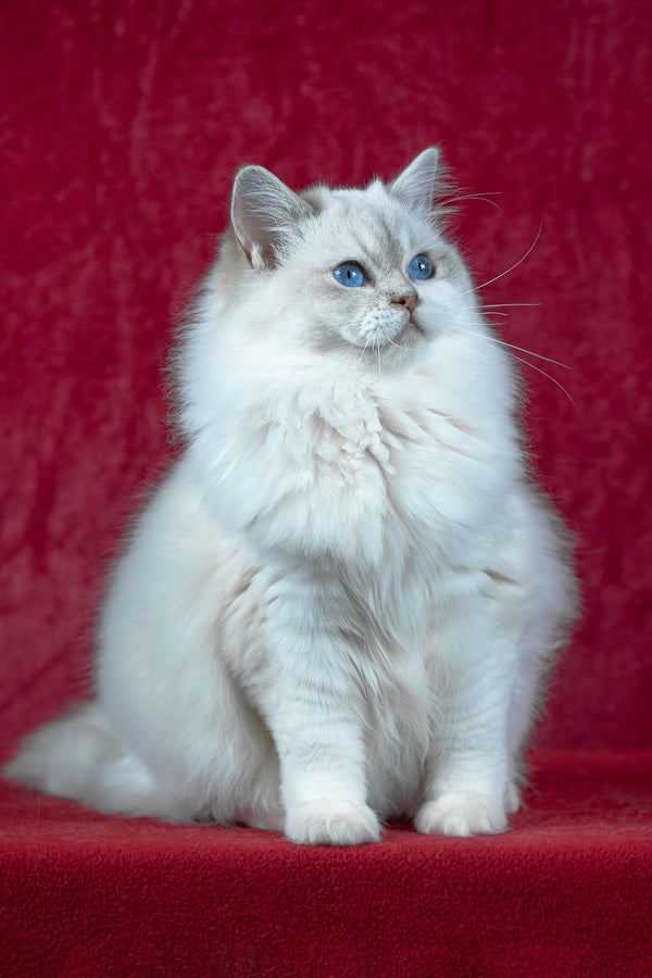 Thea | Ragdoll Kitten