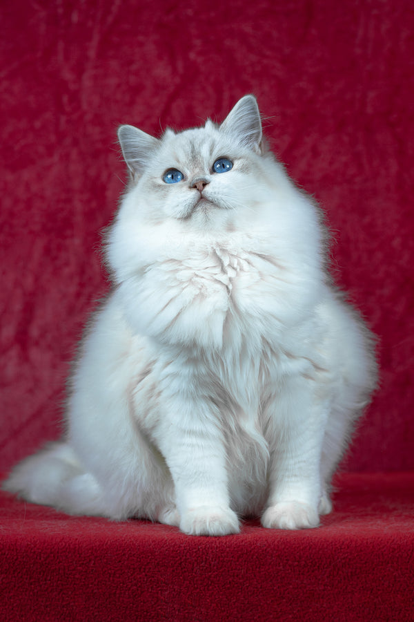 Thea | Ragdoll Kitten