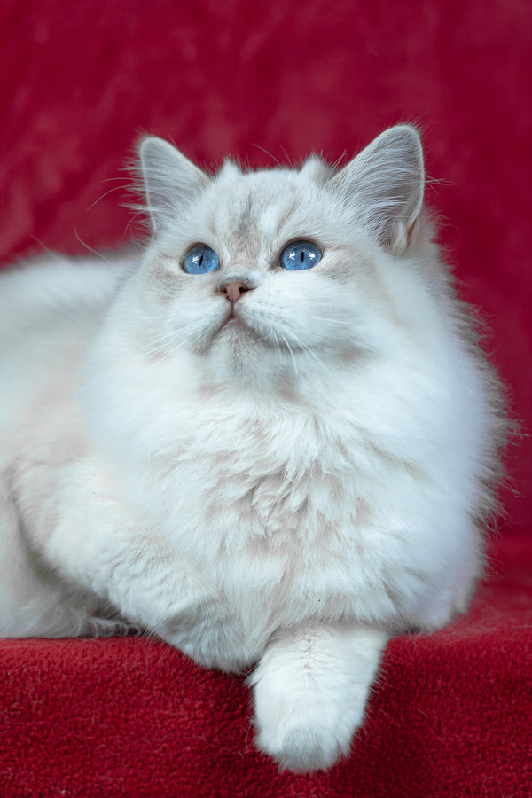 Thea | Ragdoll Kitten