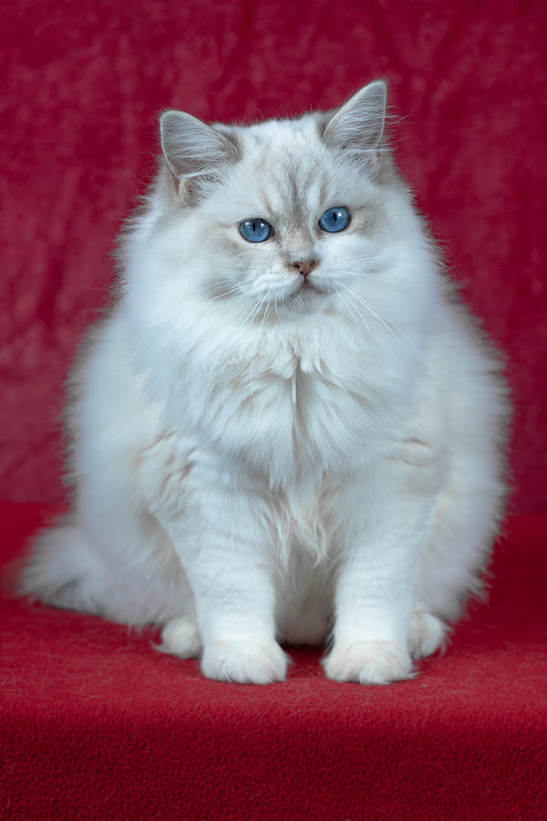Thea | Ragdoll Kitten