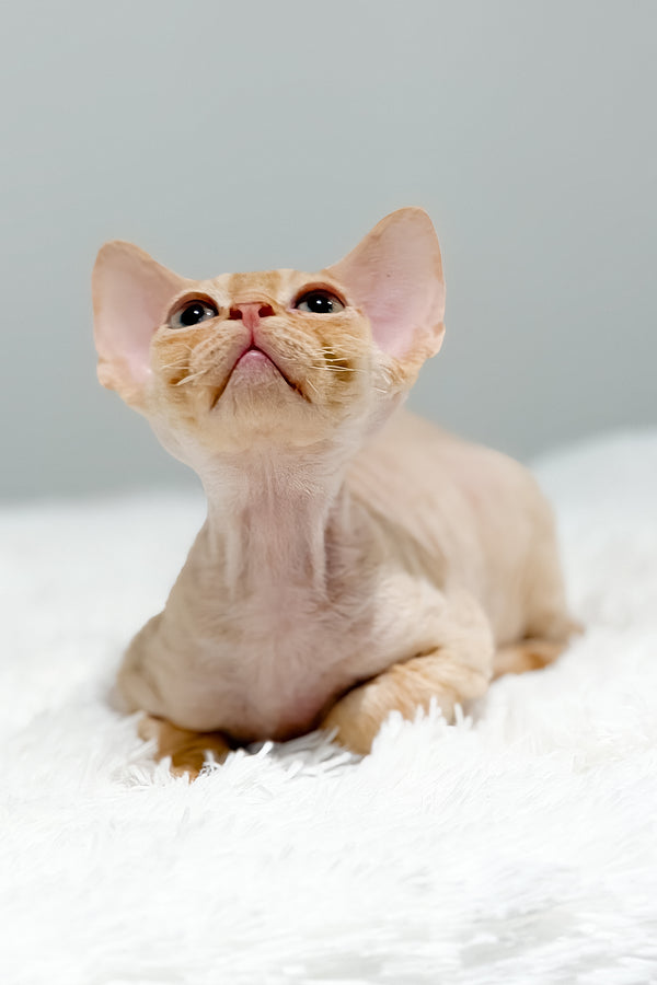 Thebestian | Devon Rex Kitten