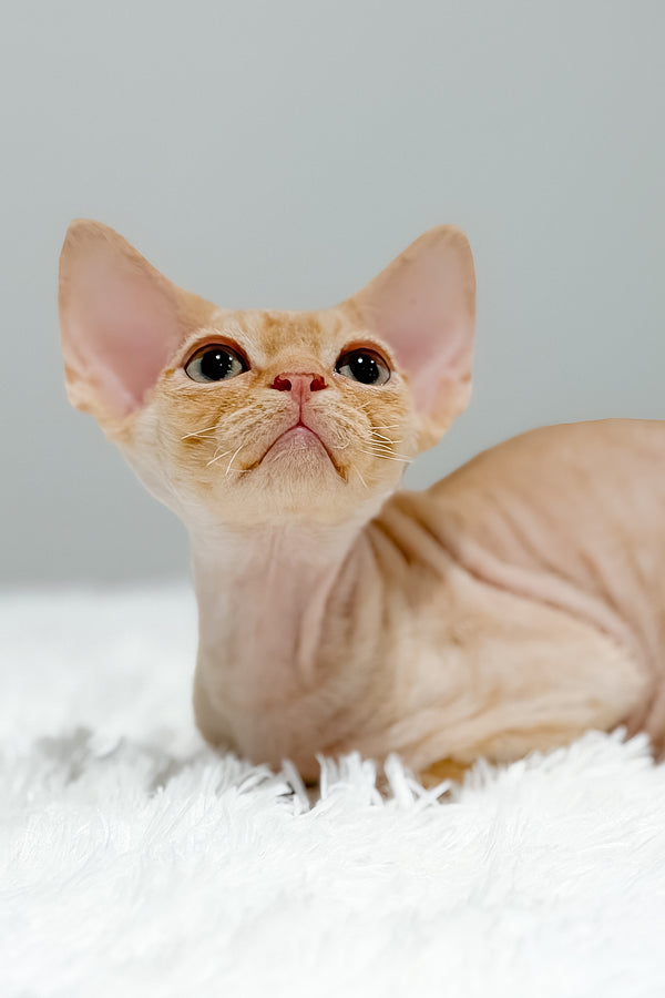 Thebestian | Devon Rex Kitten