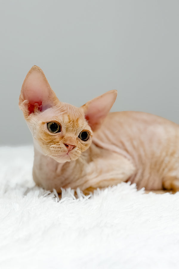 Thebestian | Devon Rex Kitten