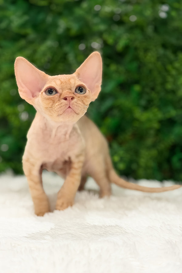 Thebestian | Devon Rex Kitten
