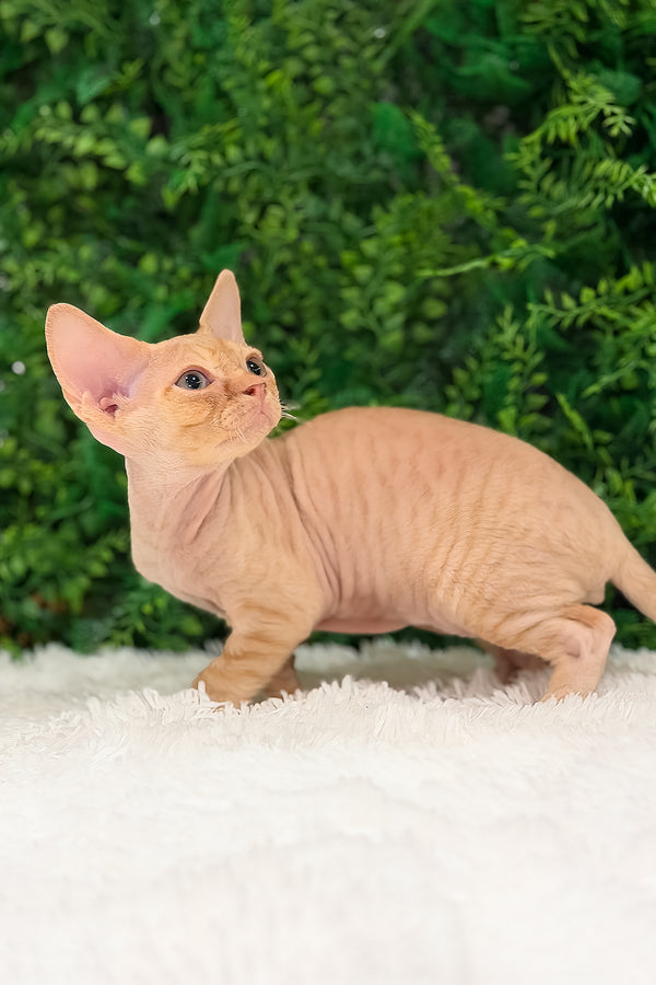 Thebestian | Devon Rex Kitten
