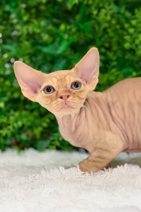 Thebestian | Devon Rex Kitten