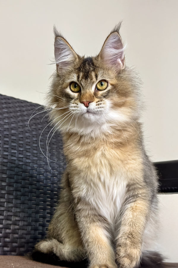 Theo | Golden Maine Coon Kitten
