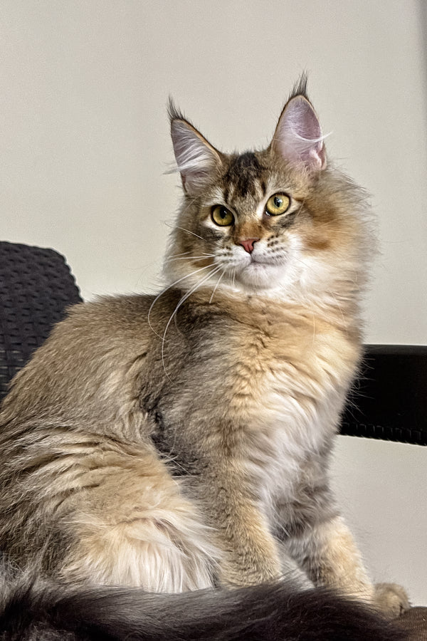 Theo | Golden Maine Coon Kitten