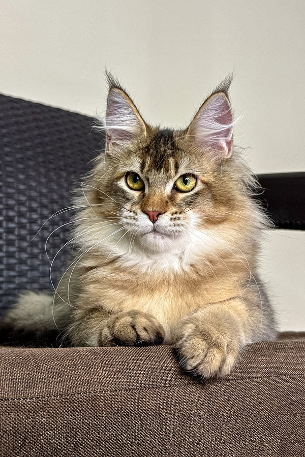 Theo | Golden Maine Coon Kitten