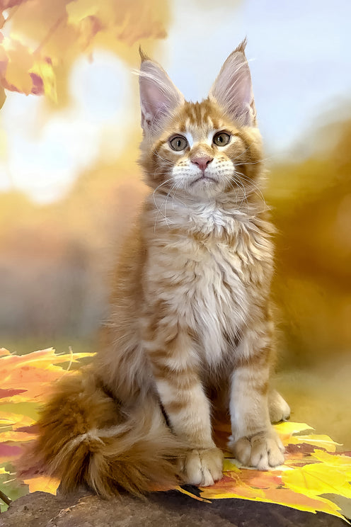 Thomas | Maine Coon Kitten
