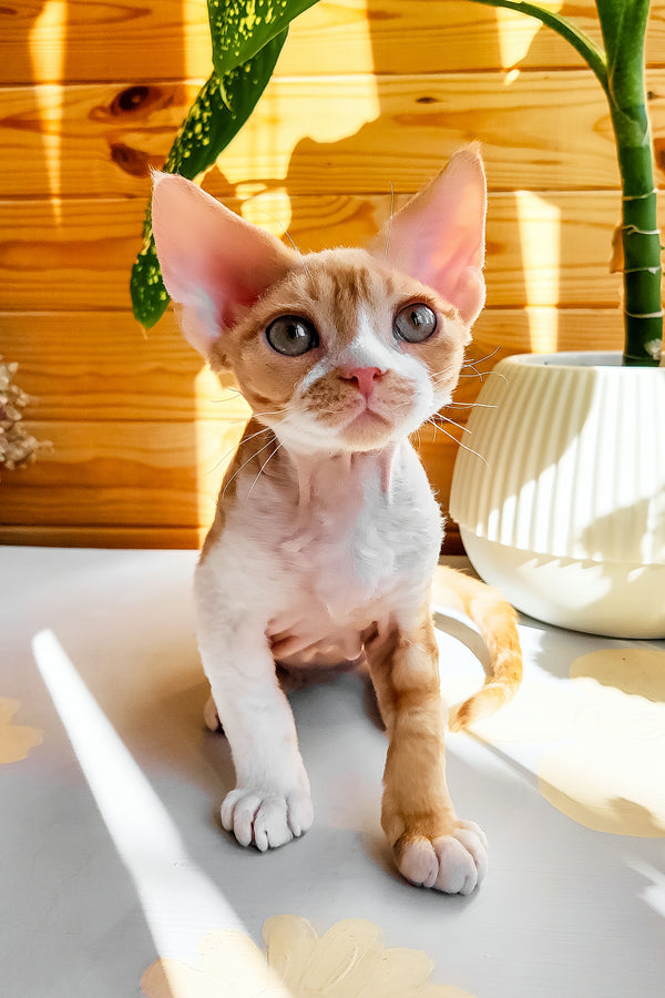 Thomas | Devon Rex Kitten