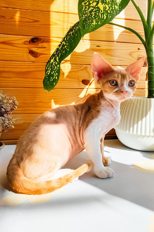 Thomas | Devon Rex Kitten