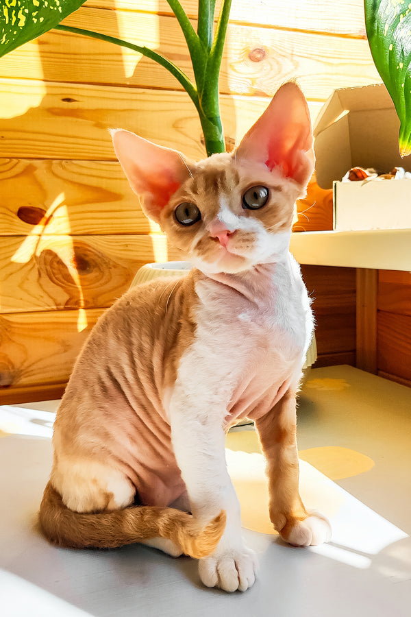 Thomas | Devon Rex Kitten