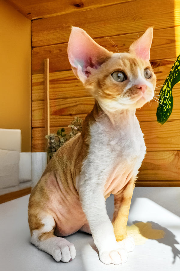 Thomas | Devon Rex Kitten