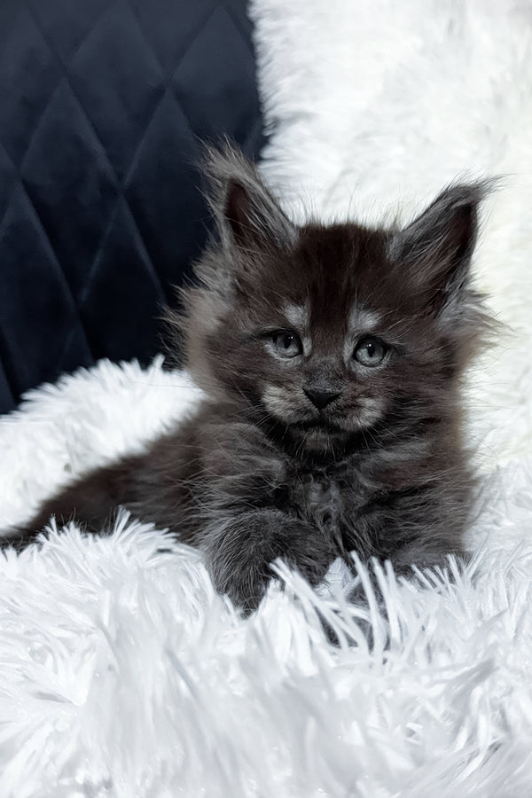 Tiana | Maine Coon Kitten