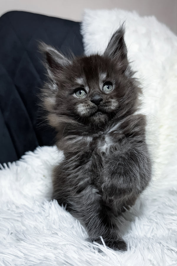 Tiana | Maine Coon Kitten