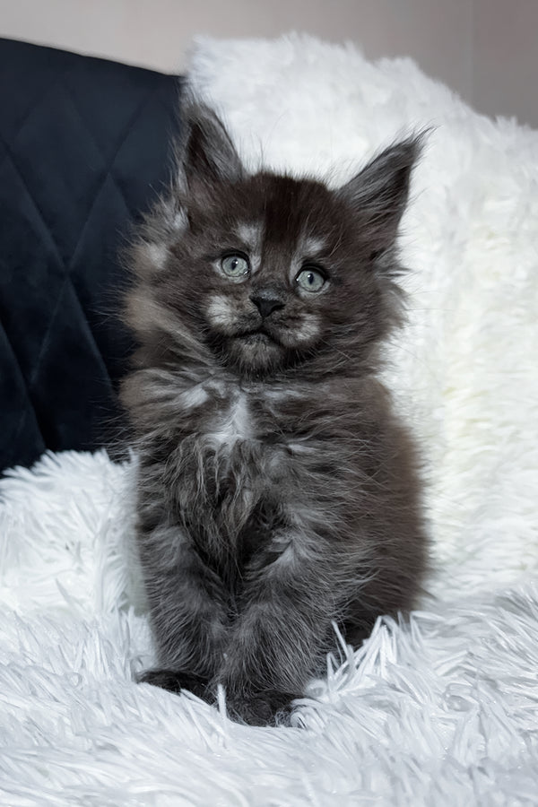 Tiana | Maine Coon Kitten