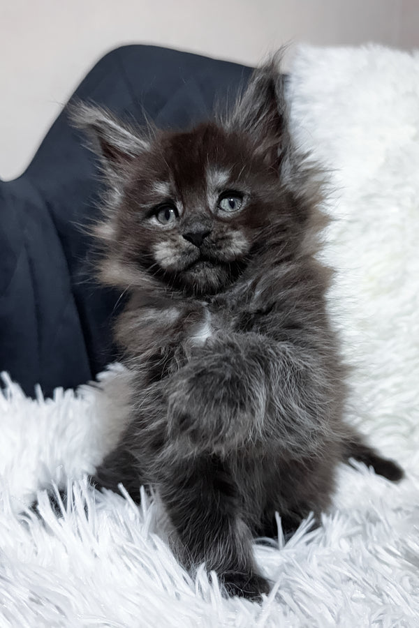 Tiana | Maine Coon Kitten