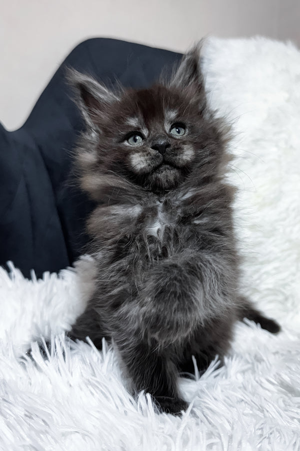 Tiana | Maine Coon Kitten