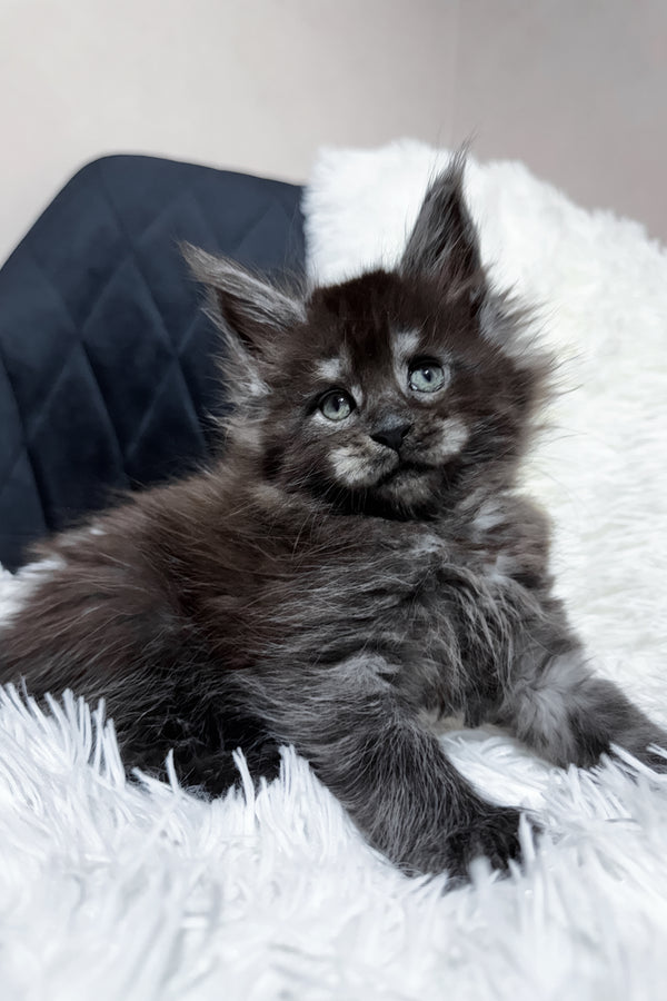 Tiana | Maine Coon Kitten